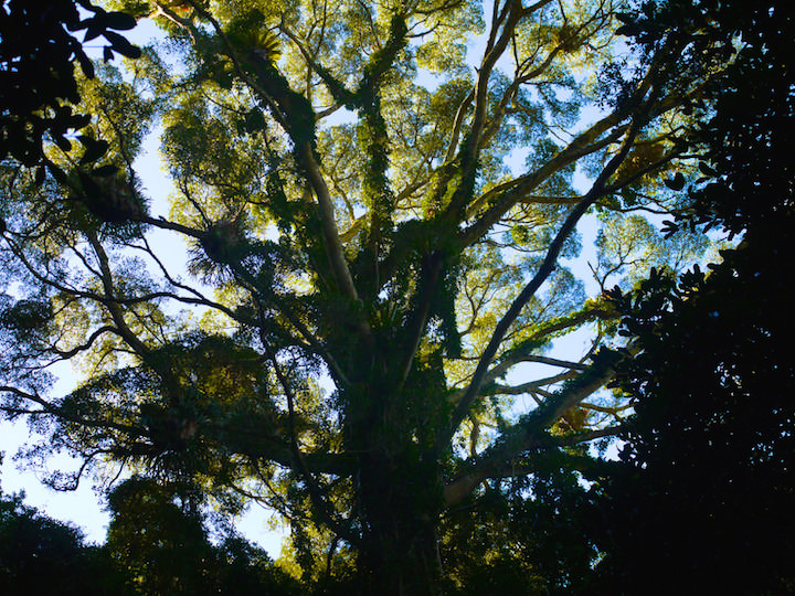 Minnamurra Rainforest Big Tree