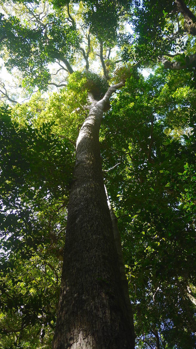 Minnamurra Rainforest Red Cedar