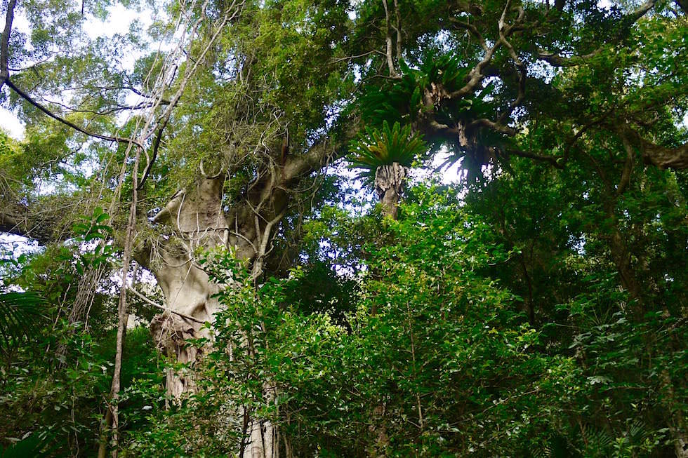 Grün & mächtig: Baumkronen im Minnamurra Rainforest bei Jamberoo - New South Wales