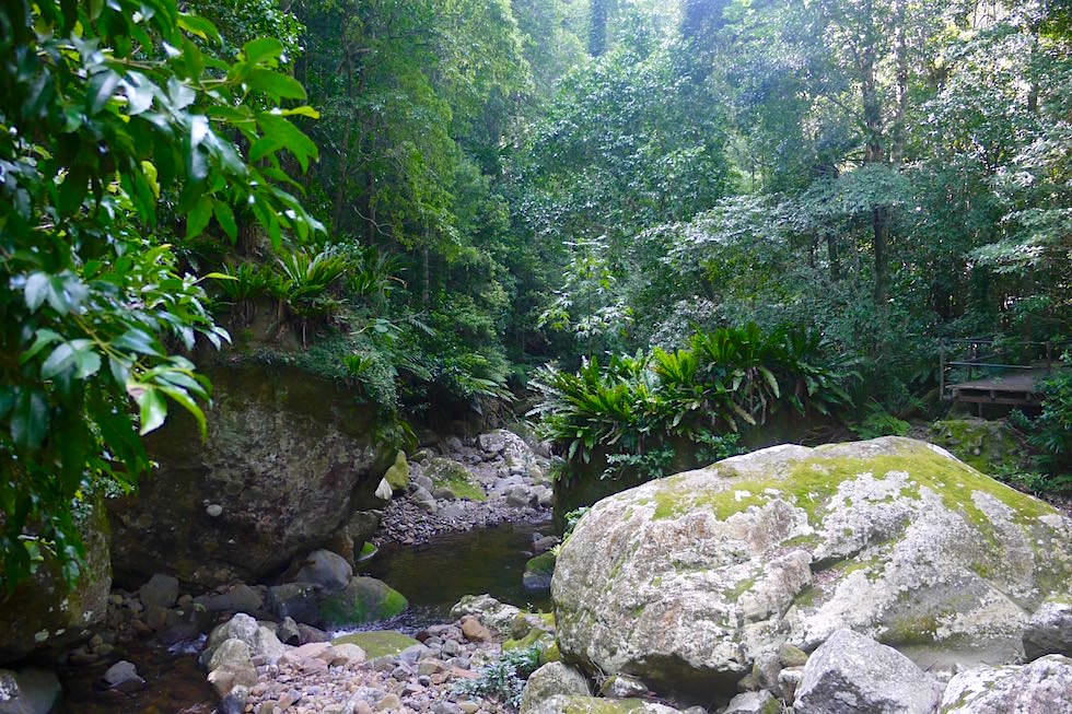 Plätschernde Bachläufe - Minnamurra Rainforest - Kiama - New South Wales