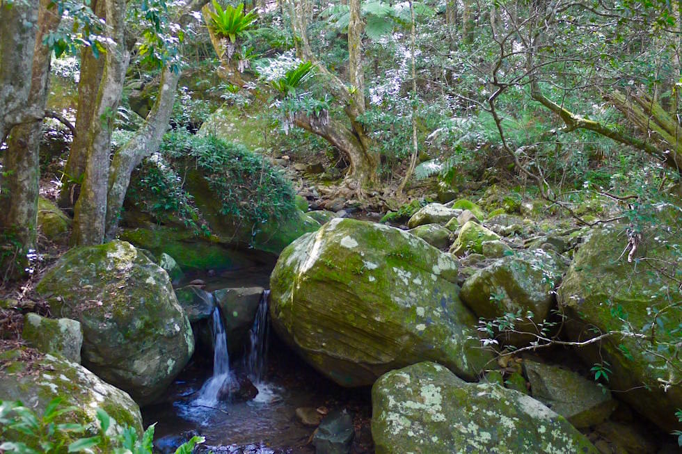 Bachläufe im Minnamurra Rainforest nahe Wollongong - New South Wales