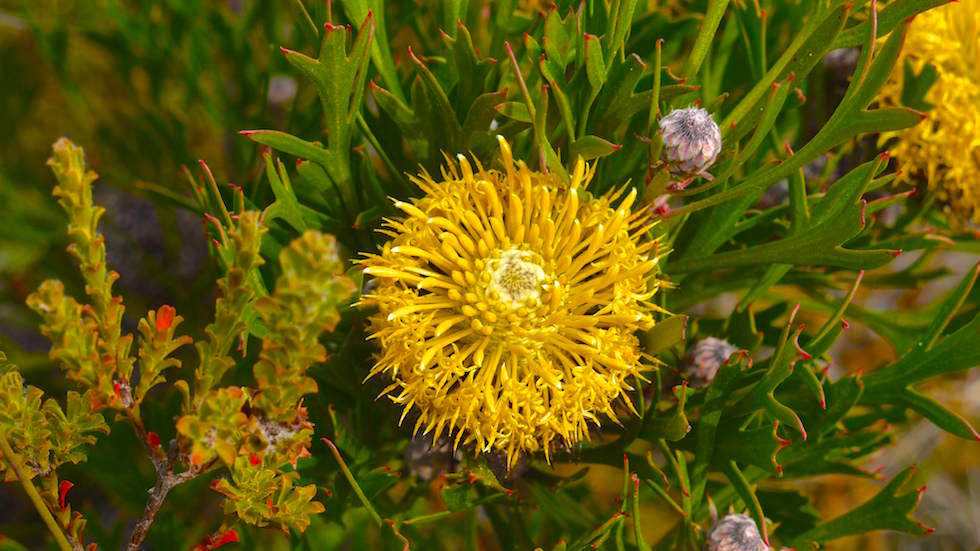 flower at barren grounds NSW