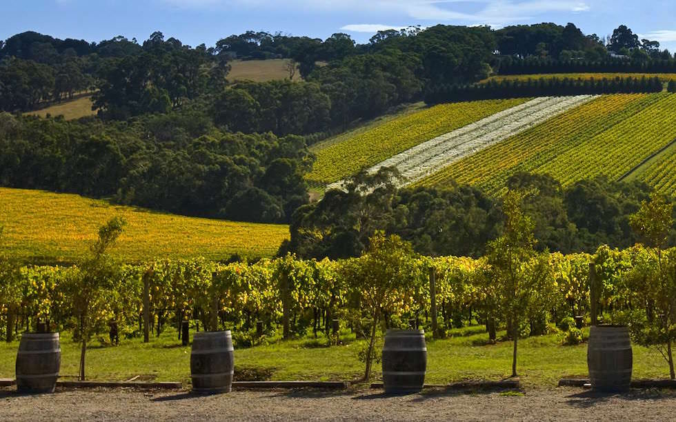 wineries and wine hills on the Mornington Peninsula