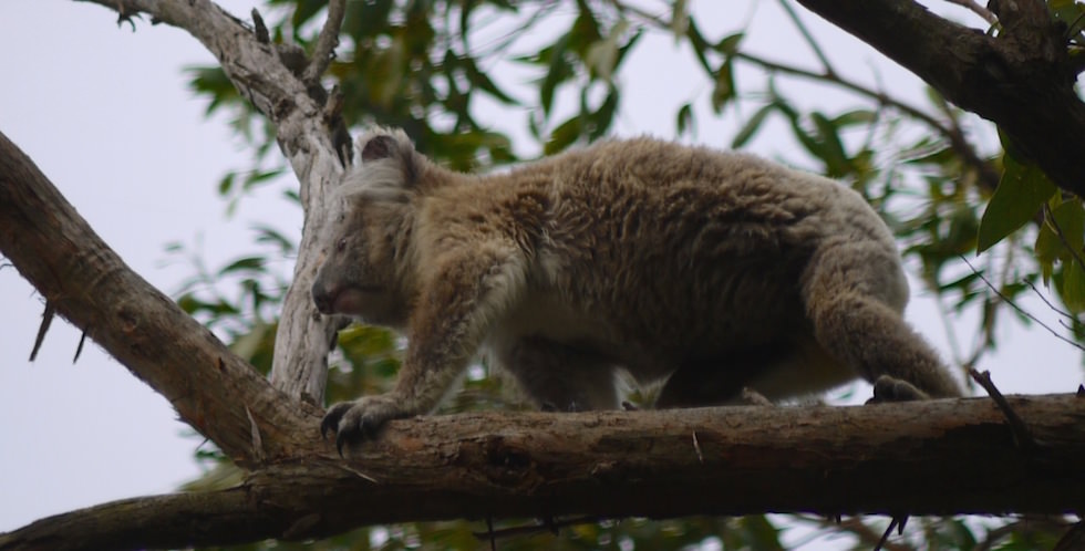 Cape-Otway-Koala-3