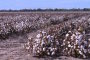 Australische Baumwolle im Outback – Von der Pflanze zum 4. größter Exportfaktor