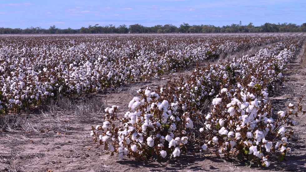 Cotton Fields in Australias Outback