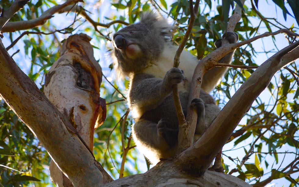 Koalas at Cape Otway National Park on Great Ocean Road