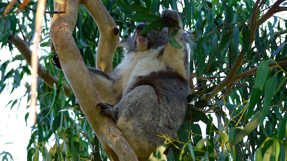 Koalas im Cape Otway Nationalpark Victoria Australia