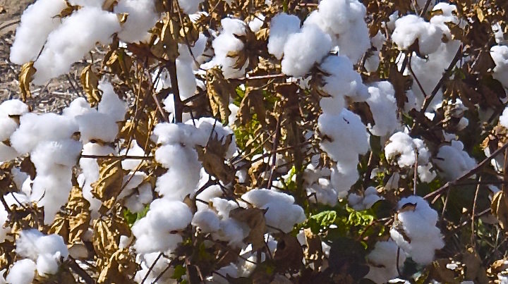 Cotton in Australias Outback