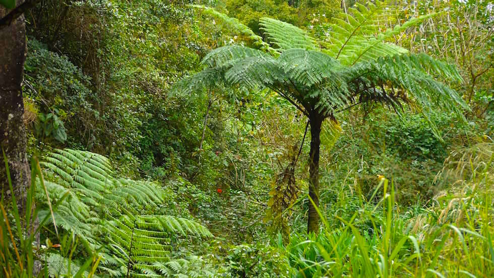 Baumfarne in Nord Queensland