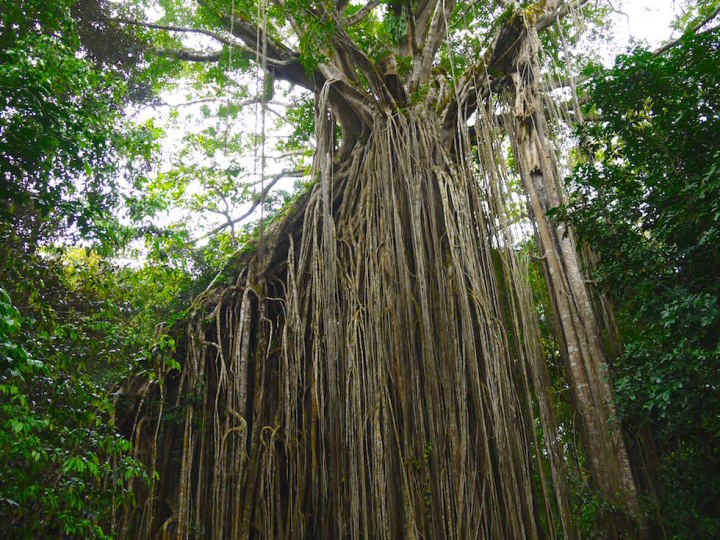 Stunning Curtain Fig Tree in Atherton Tablelands in North Queensland