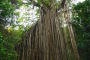 Curtain Fig Tree – Atherton Tablelands – Faszinierende Bäume Australiens!