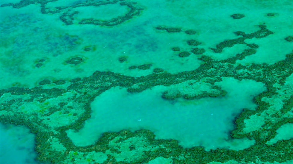 Outer Reef - Struktur - Great Barrier Reef - Queensland
