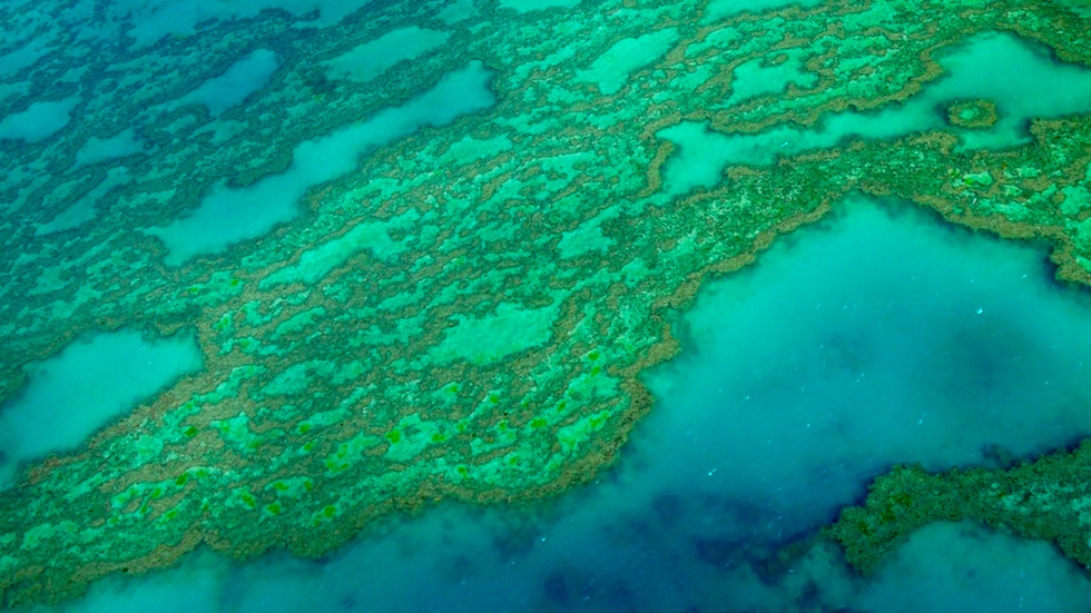 Outer Reef - Struktur II - Great Barrier Reef - Queensland