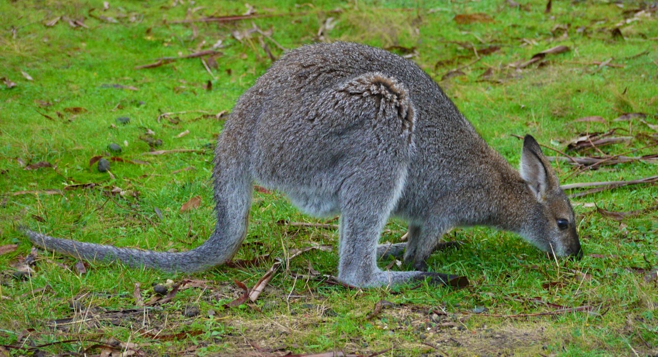 Wildlife Wallaby in Grampians National Park