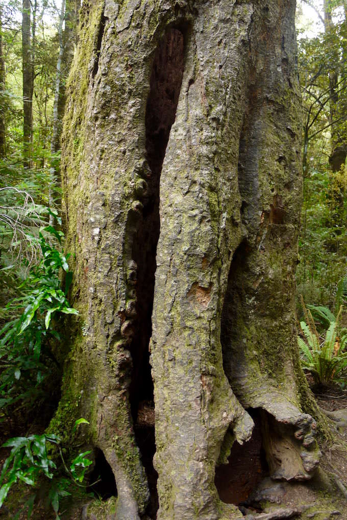 Bäume - Purakaunui Falls in den Catlins - Neuseeland Südinsel