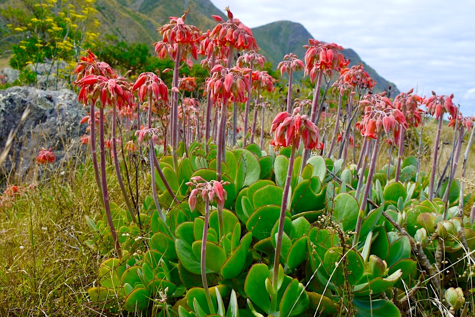 Cape Palliser - Wunderschöne Blumen & Blüten - Nordinsel, Neuseeland