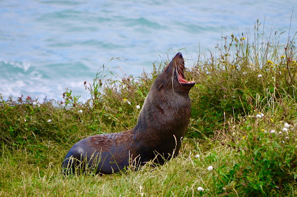 Cape Palliser - Brüllender Seebär: größte Seebären-Brut-Kolonie auf der Nordinsel - Neuseeland