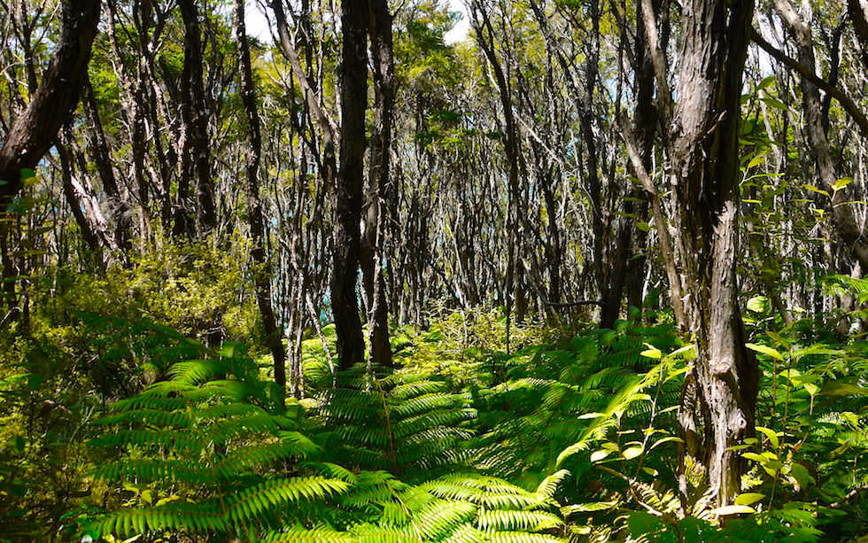 Coastal Forest Abel Tasman National Park Bark Bay - South Island NZ