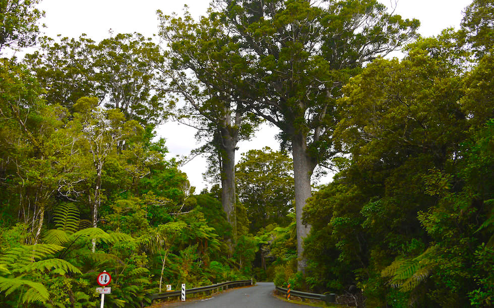 Entrance of Waipoua Forest - Kauri Trees Northland NZ
