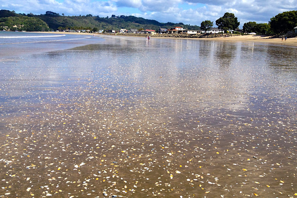 Whitanga, ein toller Ort zum Relaxen auf der Coromandel Peninsula - Strand & Muscheln - Nordinsel, Neuseeland