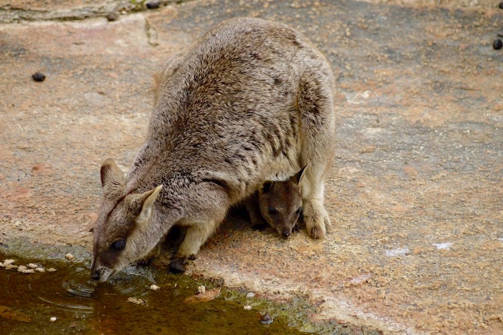 Granit Gorge Nature Park - Felskänguru mit Baby beim Trinken - bei Cairns in Queensland