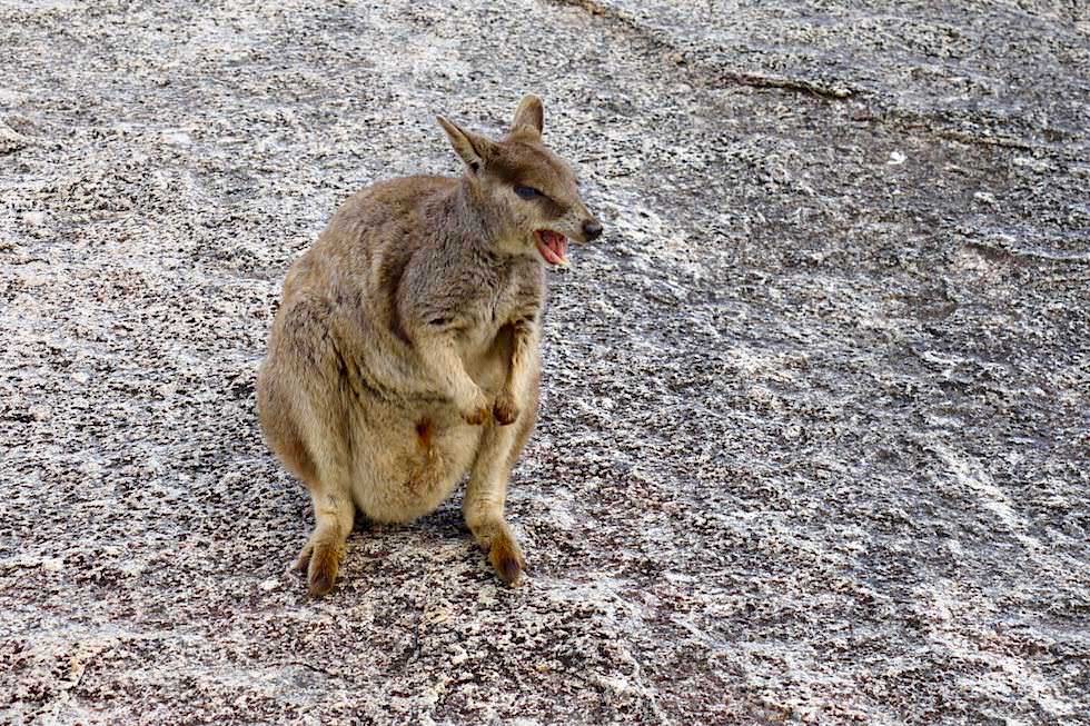 Granit Gorge Wanderung - Felskänguru schimpft & verteidigt Revier - Queensland
