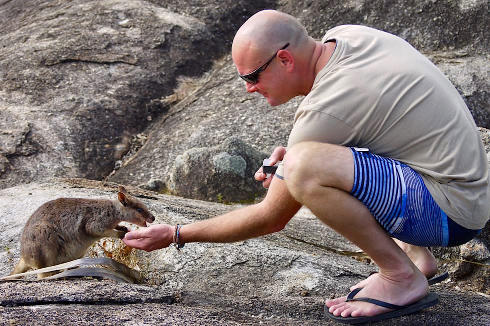 Granite Gorge Nature Park - Junges Felskänguru frisst aus der Hand - Mareeba in Queensland