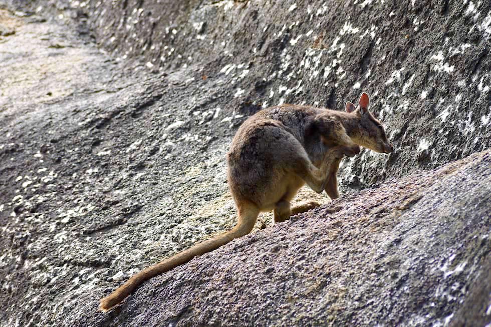 Granite Gorge Wanderung - Felskänguru kratzt sich - nahe Cairns bei Queensland
