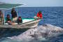 Baja California – Whale Watching: Grauwale spielen mit dir in freier Wildbahn!