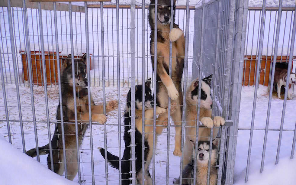 Husky Dog Puppies in Swedish Lappland 