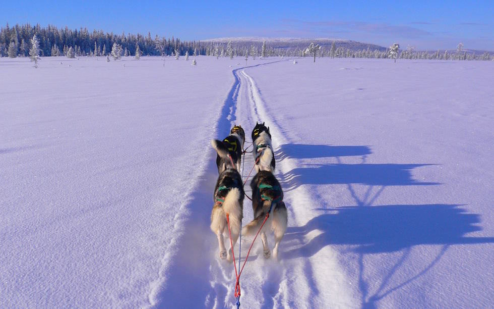 Husky Adventure Lappland