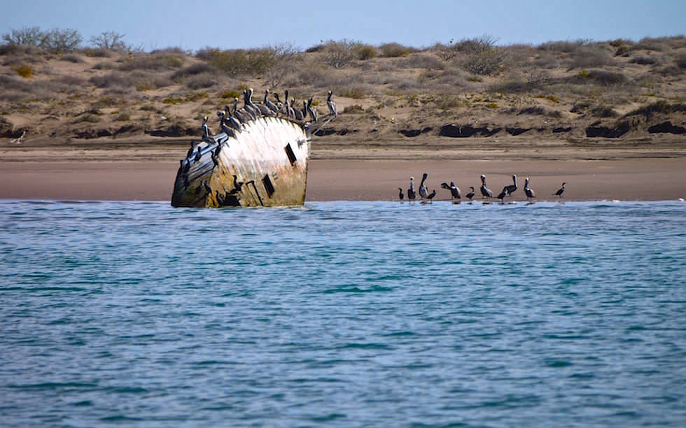 Whale Shark Bay near La Paz Baja California