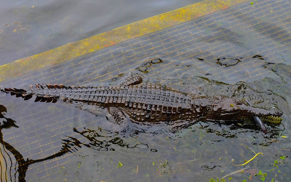 Süßwasser-Krokodil - Territory Wildlife Park nahe Darwin - Northern Territory Australia