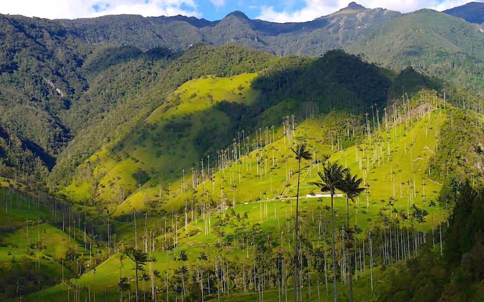 Valle del Cocora - Salento - Colombia