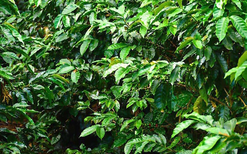 Salento Kolumbien - Kaffee Plantage