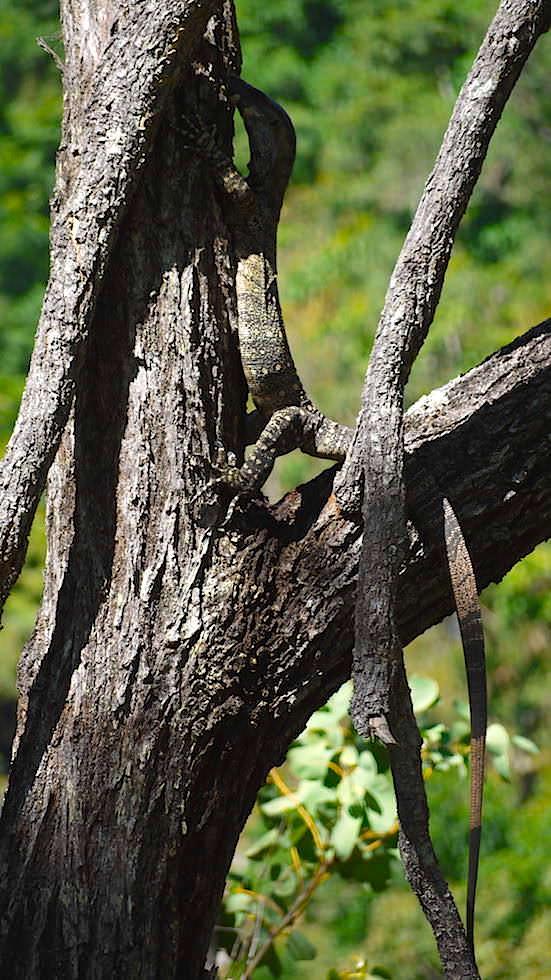 Monitor Lizard Waran Jourama Falls Queensland Australien