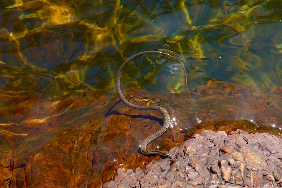 Litchfield National Park: Giftige Wasserschlange - Northern Territory