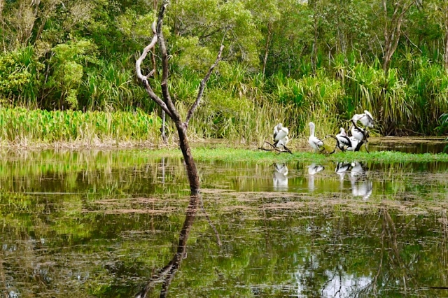 Territory Wildlife Park - Faszinierende, artenreiche Tierwelt im Top ...