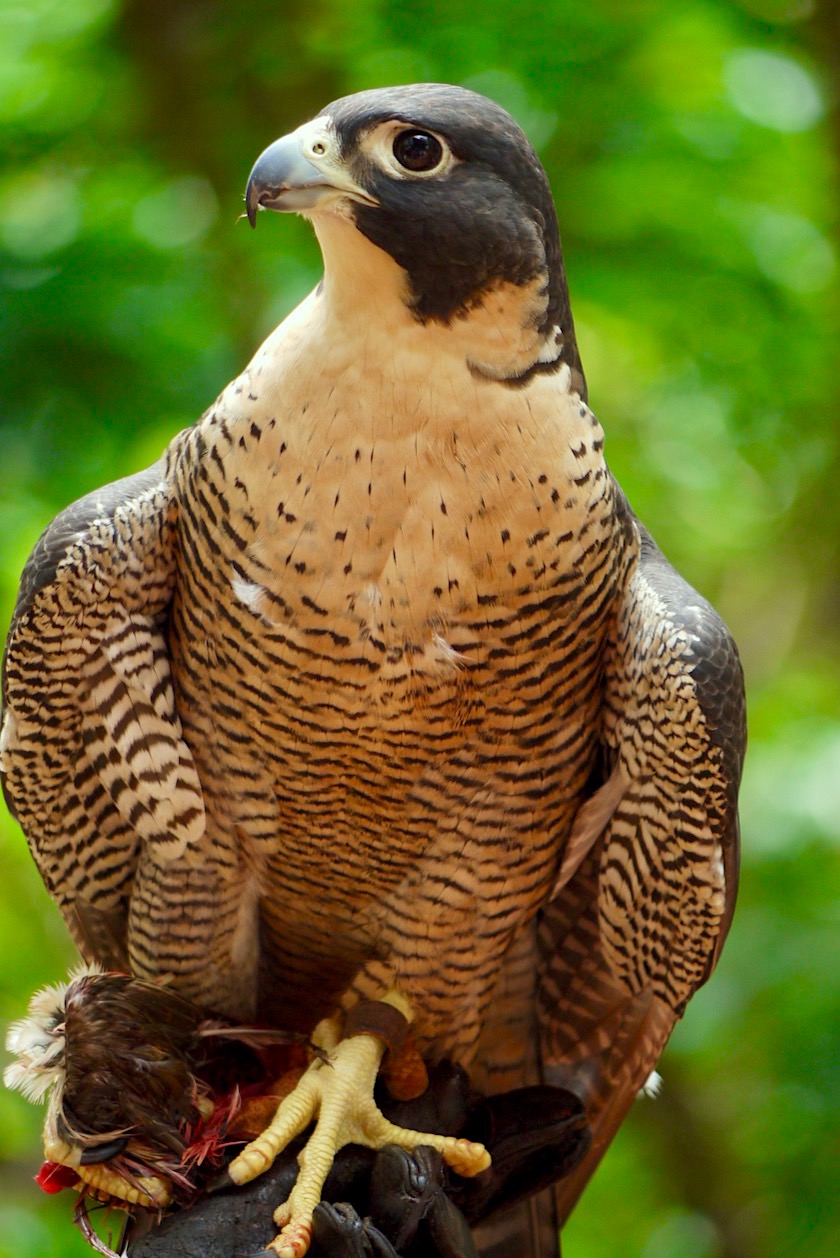 Wunderschön: Wanderfalke Weibchen oder Peregine Falcon - Territory Wildlife Park nahe Darwin - Northern Territory