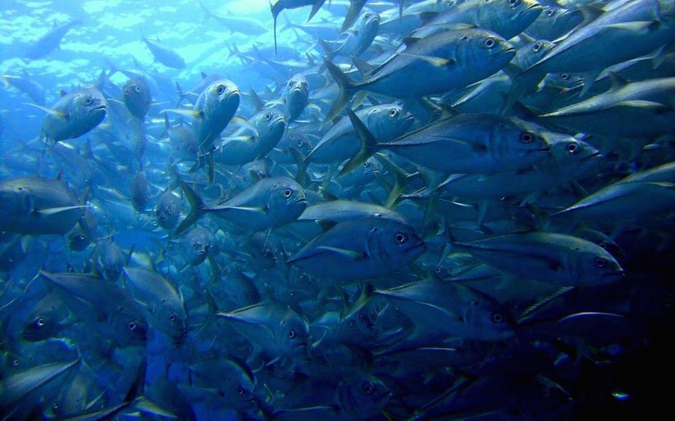 Cabo Pulmo - Grandiose Fisch-Schwärme - Cortez Sea oder Golf von Kalifornien - Baja California