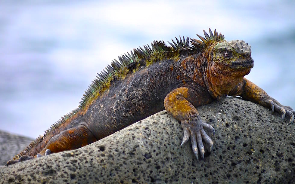 Galapagos - North Seymour - Meerechsen