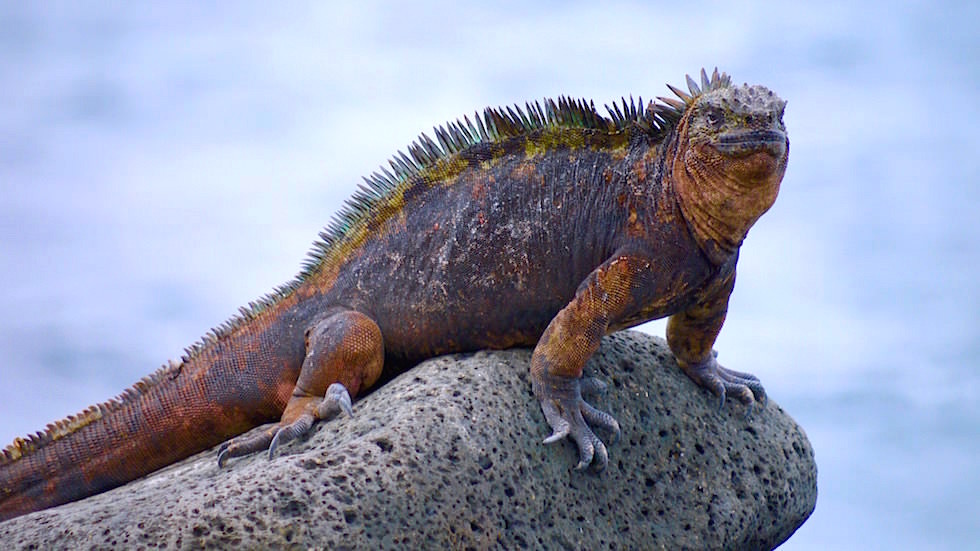 Galapagos - North Seymour - Meerechse auf Stein