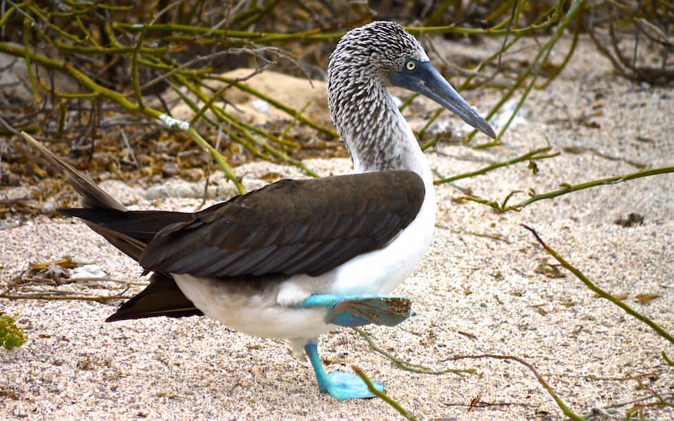 Galapagos - North Seymour - Blaufußtöpel