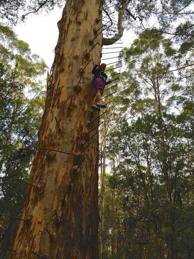 Gloucester Tree Pemberton Climbing Tree im Kauri Forest in Western Australia