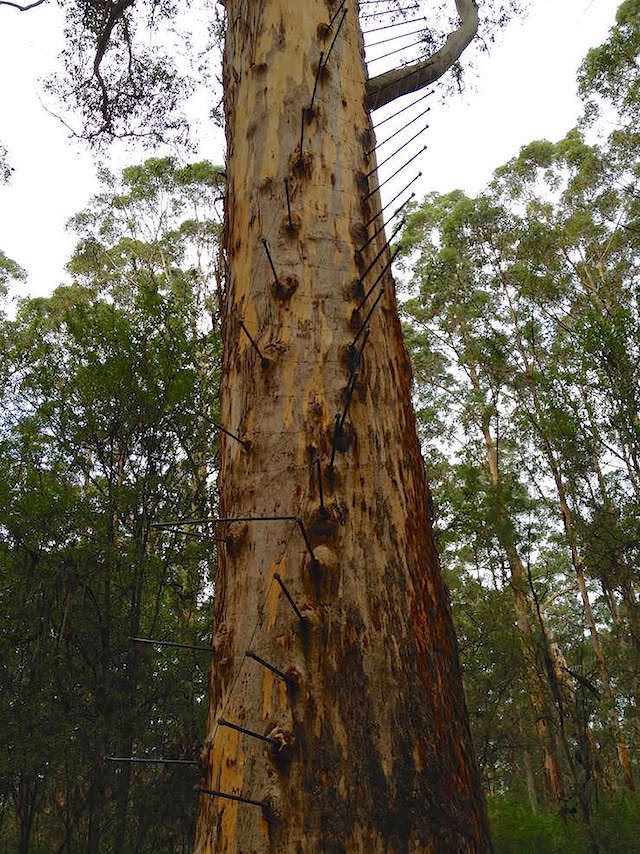 Gloucester Tree Pemberton Climbing Tree im Kauri Forest in Western Australia