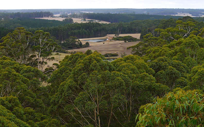 View from Platform - Diamond Tree Pemberton Climbing Tree im Kauri Forest in Western Australia