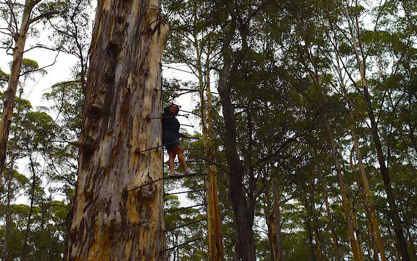 Pemberton Climbing Tree im Kauri Forest in Western Australia
