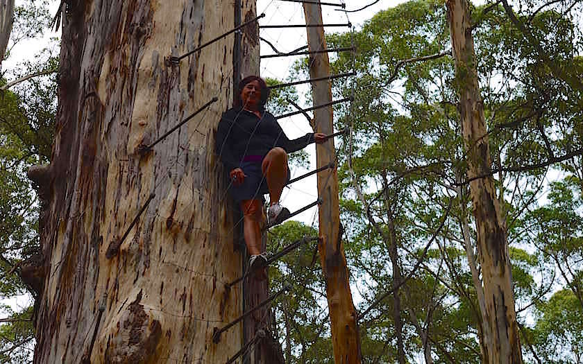 Pemberton Climbing Trees - View from Diamond Tree Pemberton Climbing Tree im Kauri Forest in Western Australia