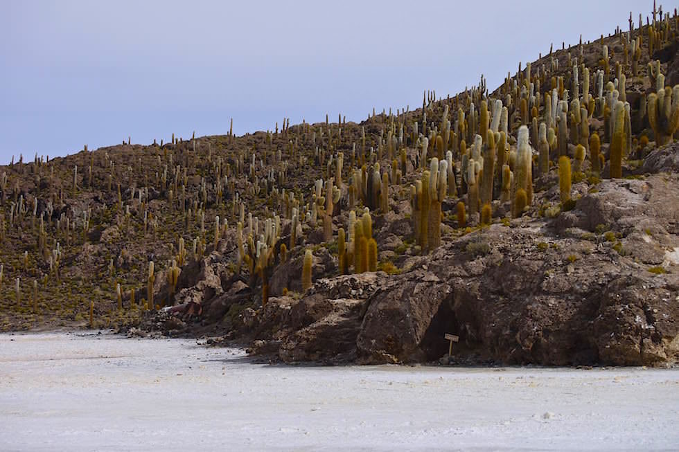 Salar de Uyuni Bolivien - Kakteeninsel
